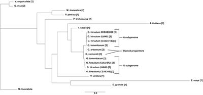 Phylogenetic and functional analysis of tiller angle control homeologs in allotetraploid cotton